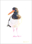Oyster Catcher