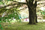 Cannizaro Park