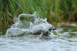 Long-tailed Duck (male) splash, Iceland