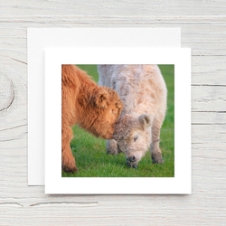 Highland Calves