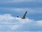 Marsh Harrier
