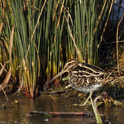 Snipe