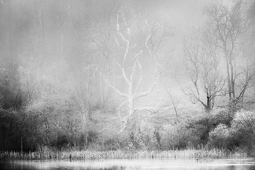 Misty Marlfield lake tree