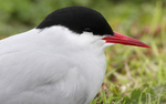 SBT001: Arctic tern