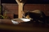 Pine Marten