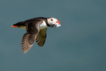 Puffin in Flight