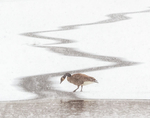 CANADA GOOSE IN SNOW STORM, 2018 - PORT RYERSE