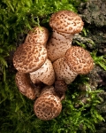 Dark Honey Fungus (03)