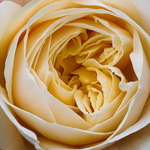 English Rose 'Charlotte'