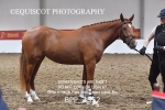 LOOSE JUMPING / SPSS portfolio