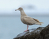 Juvenile Glaucous Gull perched on a rock, Grundarfjörður