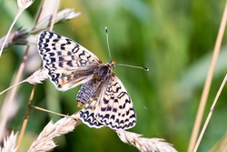 Spotted Fritillary