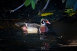 Wood Duck