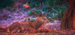Resting Stag