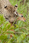 Leopard and impala lamb