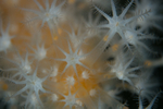 Alcyonium digitatum