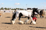 SBM_12955