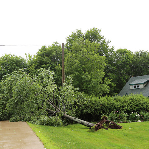 Yet another tree down on Gondola Point Road in Fairvale.