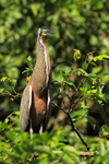 Bare-throated Tiger-Heron (adult), Tortuguero, Costa Rica