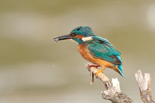 Kingfisher with a fish. I had some lovely views of this bird from a hide at Attenborough