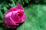 Flowers Set 04 - 13