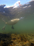Underwater photography of Mute swans in Bristol Marina_0007