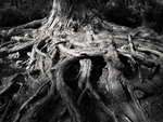 Landscape Details portfolio