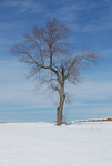 TheTree2007Layer180018