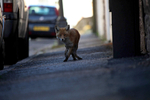 Urban fox walking down a Bristol street