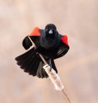 Red-winged blackbird vocalizing