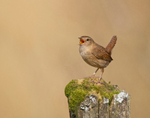 Wren - Troglodytes troglodytes