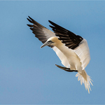 4 European Gannet in Flight4