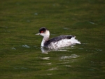 Black-necked Grebe