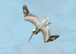 070208 Pelican 2