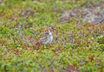 Lapland Bunting