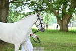 Section A CCI 2 Star-L Ponies portfolio