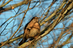 Blackbird