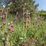Apulian Ophrys (Ophrys fuciflora ssp apulica  also O. holoserica ssp apulica and O. apulica)