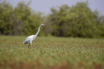 Great White Egret
