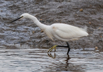 Little Egret