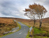 Autumn on Military Road, Wicklow