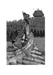 Chinese Magpie