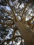 Tree Canopy