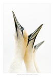 Gannets