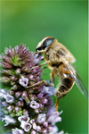 Common Bee