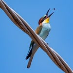 European bee eater (Merops apiaster)