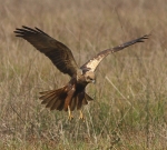 Marsh Harrier