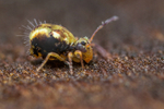 Dicyrtomina saundersi (m)