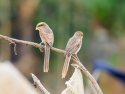 Yellow-billed Shrike