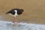 Oystercatcher
